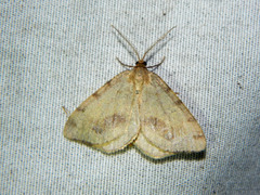 Macaria occiduaria