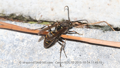 Polistes snelleni