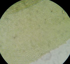 Eurhynchiastrum pulchellum