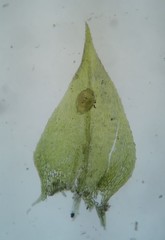 Eurhynchiastrum pulchellum