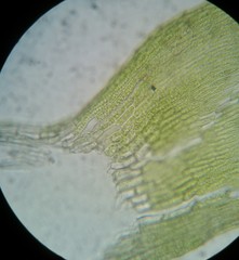 Eurhynchiastrum pulchellum