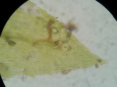 Eurhynchiastrum pulchellum