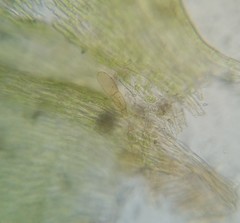 Eurhynchiastrum pulchellum