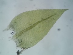 Eurhynchiastrum pulchellum