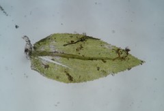 Eurhynchiastrum pulchellum