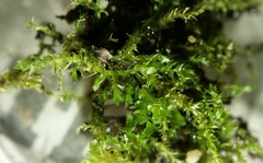 Eurhynchiastrum pulchellum