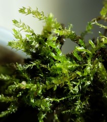 Eurhynchiastrum pulchellum