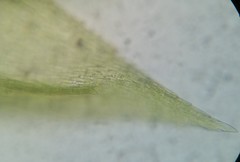 Eurhynchiastrum pulchellum