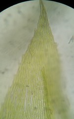 Eurhynchiastrum pulchellum