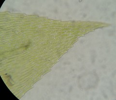 Eurhynchiastrum pulchellum