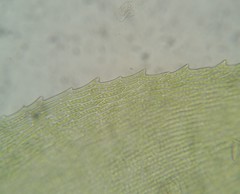 Eurhynchiastrum pulchellum