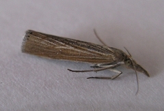 Pediasia dorsipunctellus