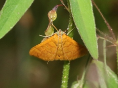 Saucrobotys futilalis