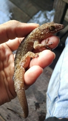 Gekko monarchus