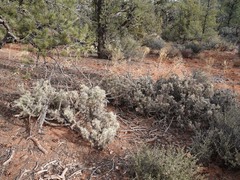 Cylindropuntia whipplei