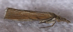 Pediasia dorsipunctellus