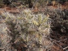 Cylindropuntia whipplei