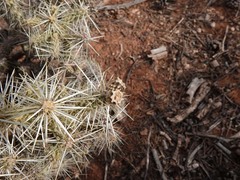 Cylindropuntia whipplei