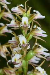 Prasophyllum spicatum