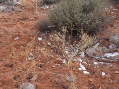 Frasera albomarginata