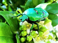 Ischiopsopha wallacei