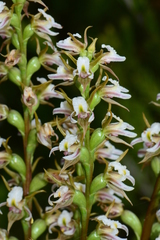 Prasophyllum spicatum