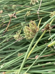 Cyperus laevigatus