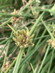 Cyperus laevigatus