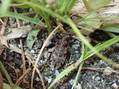 Neocicindela garnerae