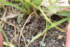Neocicindela garnerae