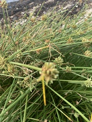 Cyperus laevigatus