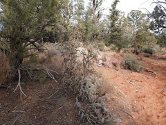 Cylindropuntia whipplei
