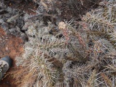 Cylindropuntia whipplei