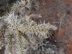 Cylindropuntia whipplei