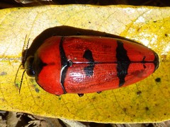 Calodema plebeia