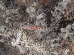 Cylindropuntia whipplei