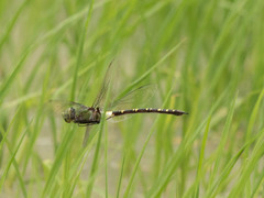 Anax tristis