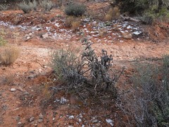 Cylindropuntia whipplei