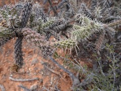 Cylindropuntia whipplei