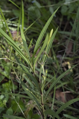 Ruellia simplex image