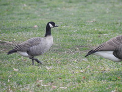 Branta hutchinsii