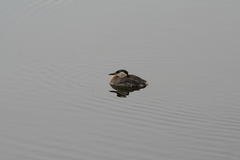 Podiceps grisegena