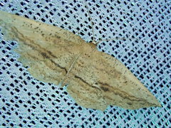 Xyloscia subspersata