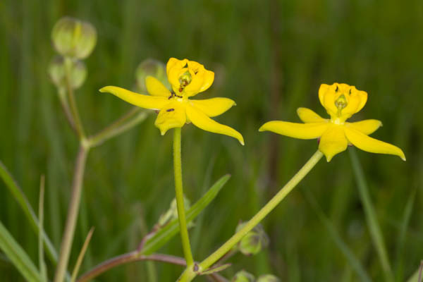 Stathmostelma fornicatum