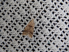 Deltoplastis apostatis