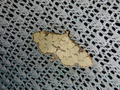 Goniorhynchus butyrosus