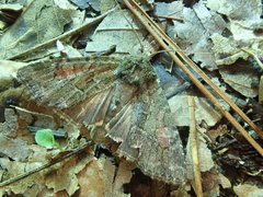 Antapamea conciliata