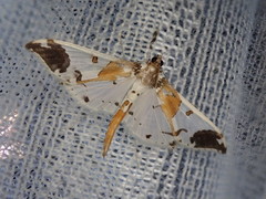 Polythlipta liquidalis