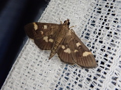Herpetogramma luctuosalis