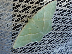 Neohipparchus vallata